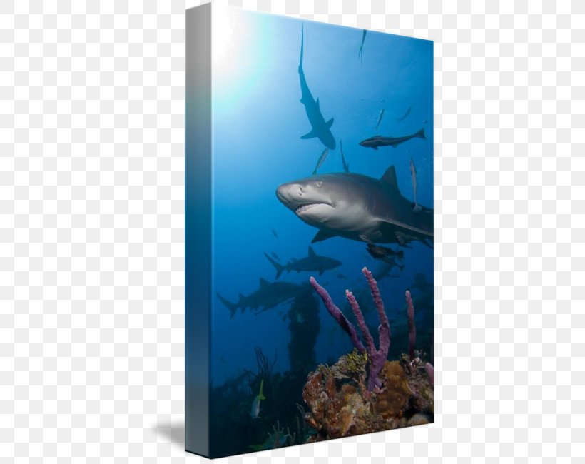 Requiem Sharks Ecosystem Marine Biology Water, PNG, 408x650px, Requiem Sharks, Aqua, Aquarium, Biology, Cartilaginous Fish Download Free
