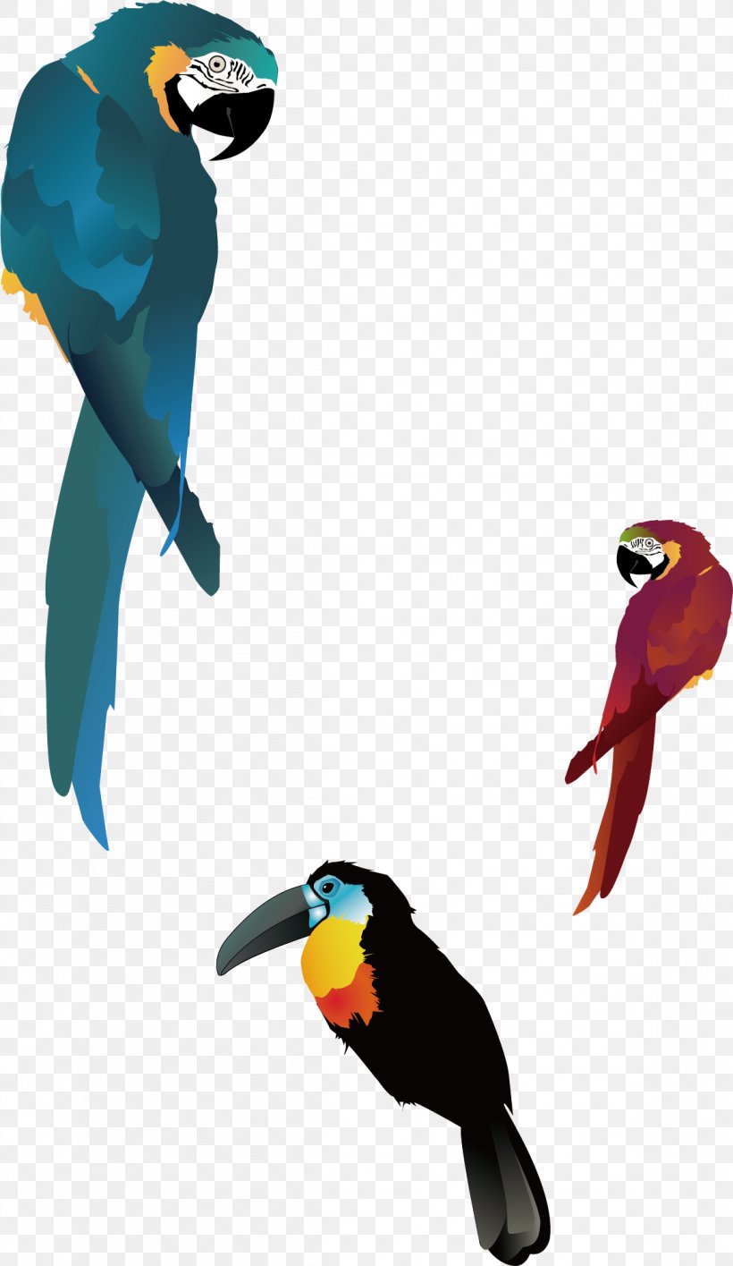 Bird True Parrot, PNG, 1161x2004px, Bird, Beak, Chemical Element, Drawing, Fauna Download Free