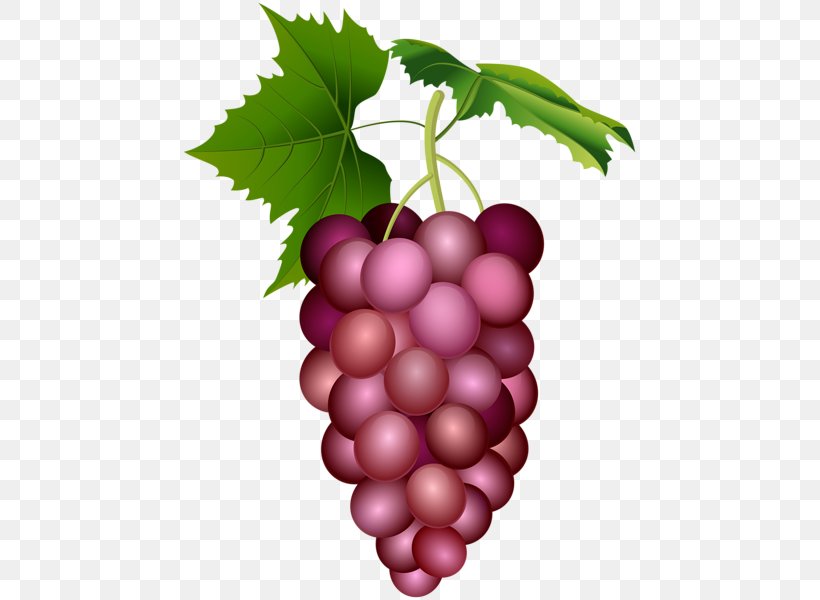 Grape Image Clip Art Food, PNG, 457x600px, Grape, Art, Art Museum, Berries, Flower Download Free