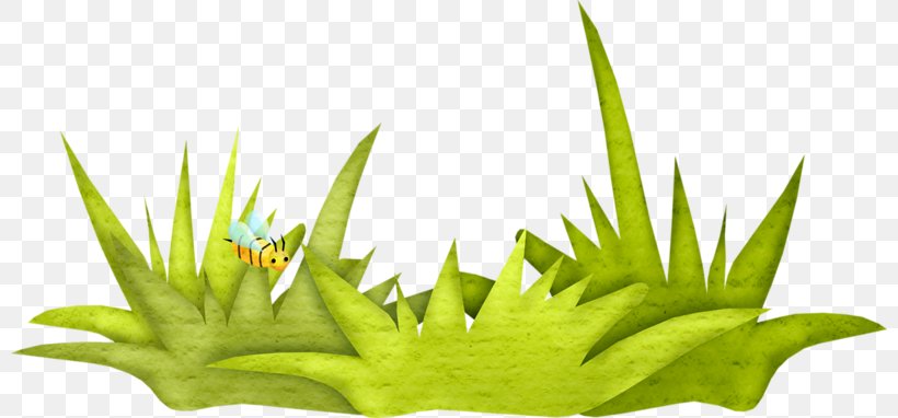 Grass Green Clip Art, PNG, 800x382px, Grass, Aloe, Cartoon, Collage, Drawing Download Free