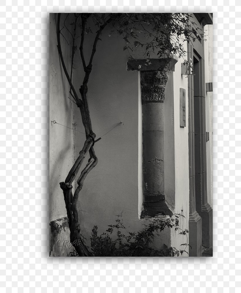 Still Life Photography Window Facade, PNG, 715x1000px, Window, Arch, Architecture, Black And White, Branch Download Free