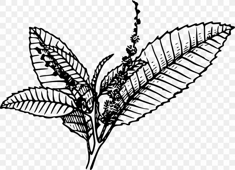 Tobacco Pipe Tobacco Plants Clip Art, PNG, 1280x929px, Tobacco Pipe, Artwork, Black And White, Butterfly, Chewing Tobacco Download Free
