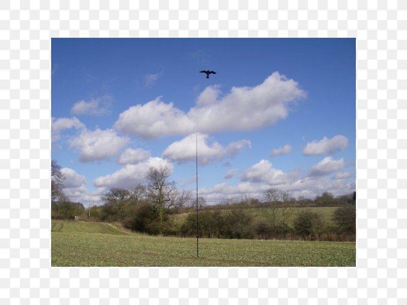 Bird Scarer Sharp-shinned Hawk Kite, PNG, 614x614px, Bird, Animal, Bird Control, Bird Of Prey, Bird Scarer Download Free