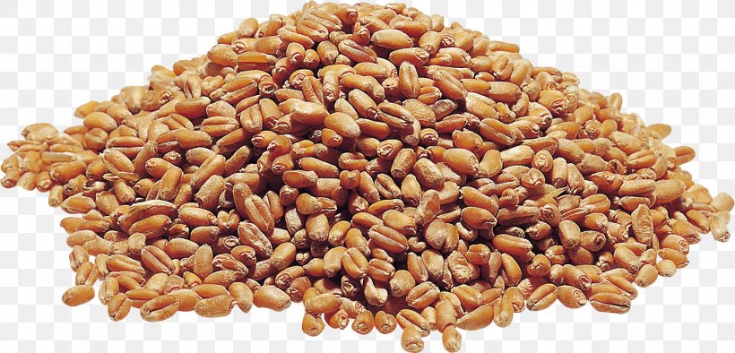 Cereal Germ Grasses Whole Grain Mixture, PNG, 1747x840px, Grauds, Cereal, Cereal Germ, Commodity, Crop Download Free