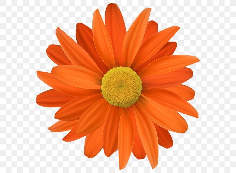 Flower Orange Clip Art, PNG, 591x600px, Flower, Art, Chrysanths, Color, Cut Flowers Download Free