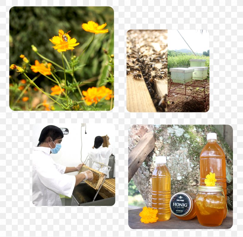 Honey Glass Bottle Herb Mindanao, PNG, 1350x1320px, Honey, Bottle, Drinkware, Fertility, Glass Download Free