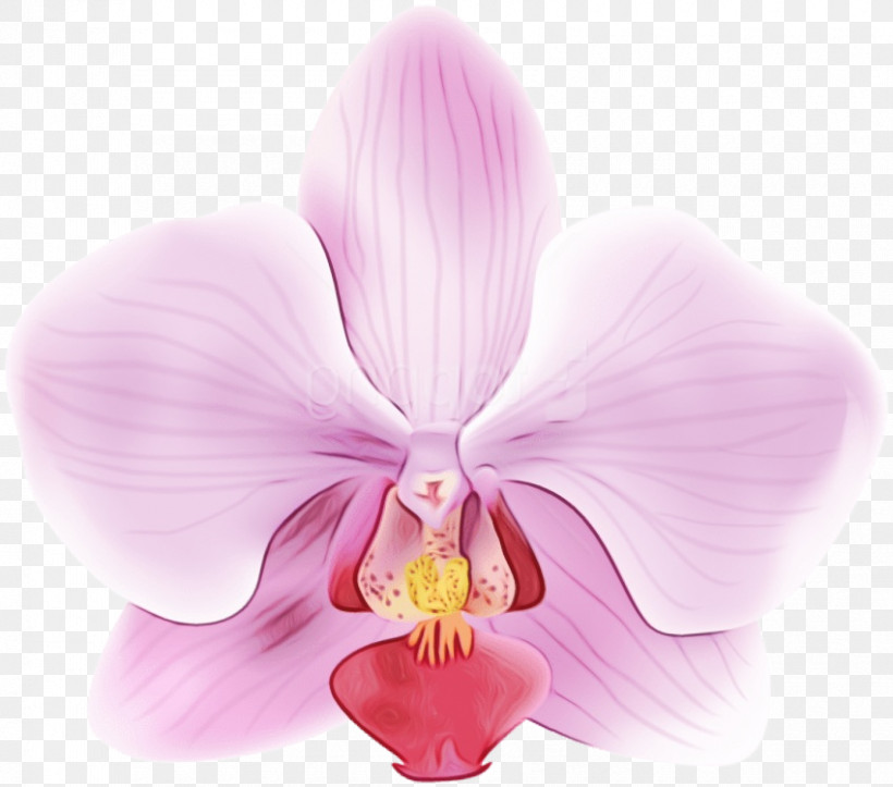 Moth Orchids Flower Violet Petal Cattleya Orchids, PNG, 850x750px, Watercolor, Biology, Cattleya Orchids, Flower, Lilac Download Free