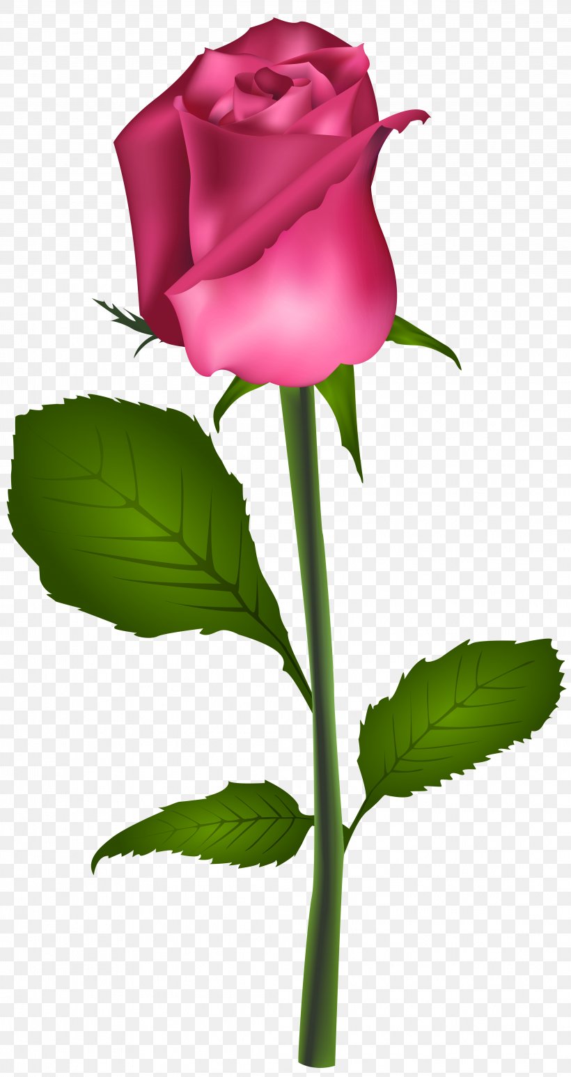 Rose Red Flower Clip Art, PNG, 4241x8000px, Rose, Blue Rose, Bud, Cut Flowers, Floral Design Download Free