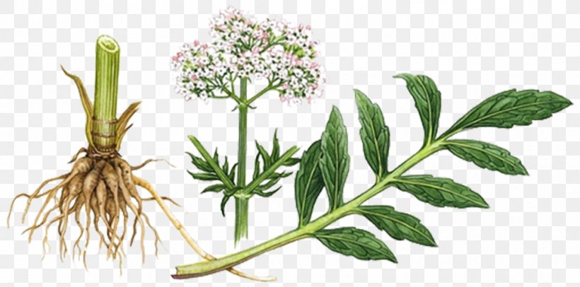 Valerian Herbalism Sleep Tincture, PNG, 1008x500px, Valerian, Alternative Medicine, Branch, Catnip, Fennel Download Free