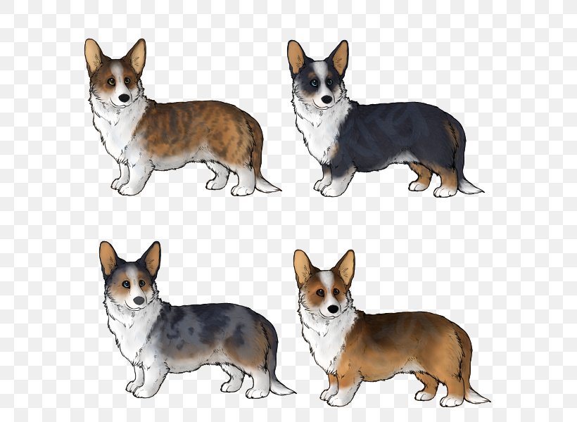 are pembroke welsh corgis good companions