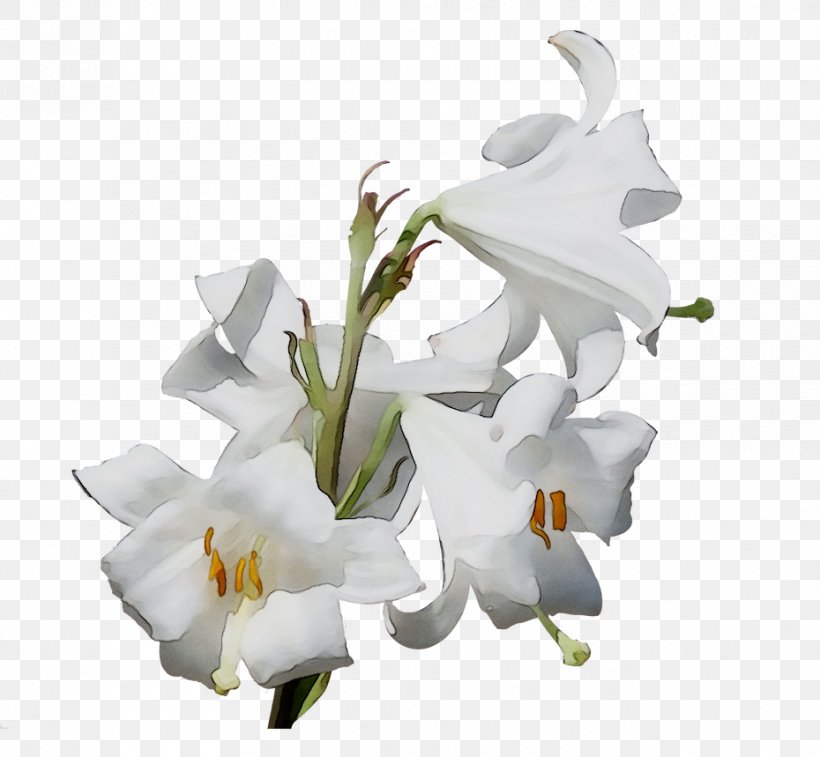 Madonna Lily Easter Lily Lilies Portable Network Graphics Lily 'Stargazer', PNG, 930x859px, Madonna Lily, Arumlily, Cut Flowers, Dendrobium, Easter Lily Download Free