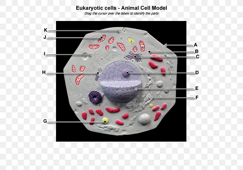 Plant Cell Eukaryote Cèl·lula Animal Anatomy, PNG, 600x575px, Cell, Anatomy, Bacterial Cell Structure, Biology, Cytoplasm Download Free