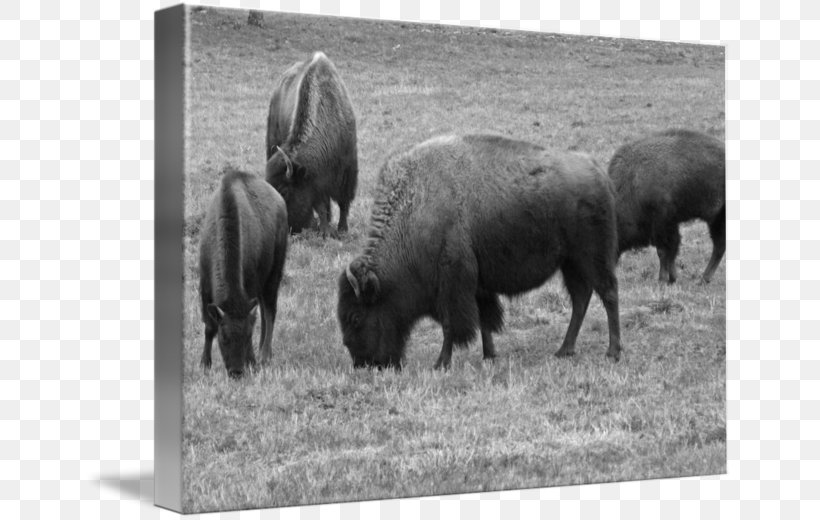 Bison Cattle Fauna Grazing Bull, PNG, 650x520px, Bison, Animal, Black And White, Bull, Cattle Download Free