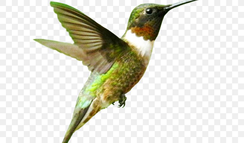 Clip Art Vector Graphics Desktop Wallpaper Image, PNG, 640x480px, Hummingbird, Beak, Bird, Jacamar, Piciformes Download Free