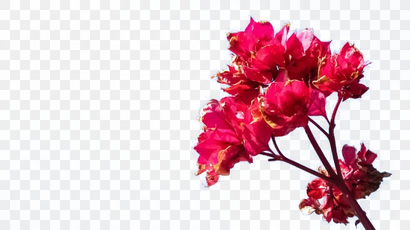 Floral Design Magenta Red Flower, PNG, 960x539px, Floral Design, Blossom, Branch, Carnation, Cherry Blossom Download Free
