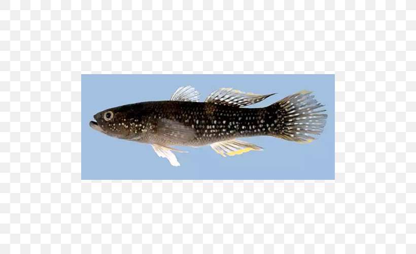 Sardine Fauna, PNG, 500x500px, Sardine, Bony Fish, Fauna, Fin, Fish Download Free