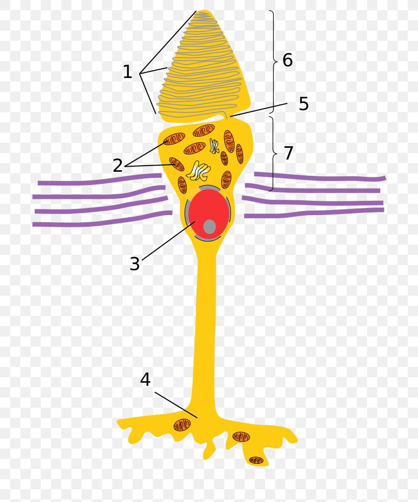 Light Cone Cell Photoreceptor Cell Rod Cell Retina, PNG, 702x985px, Light, Area, Art, Artwork, Beak Download Free