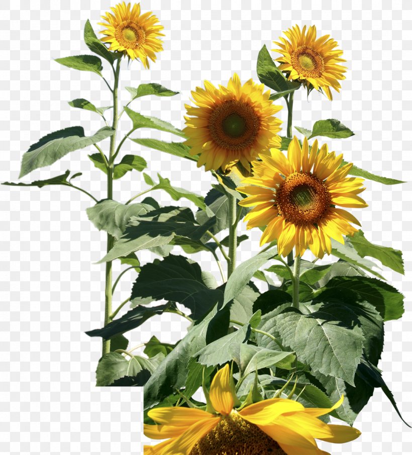 National Informatics Centre Common Sunflower Digital Library Government Of India, PNG, 1086x1200px, National Informatics Centre, Annual Plant, Central Government, Common Sunflower, Daisy Family Download Free