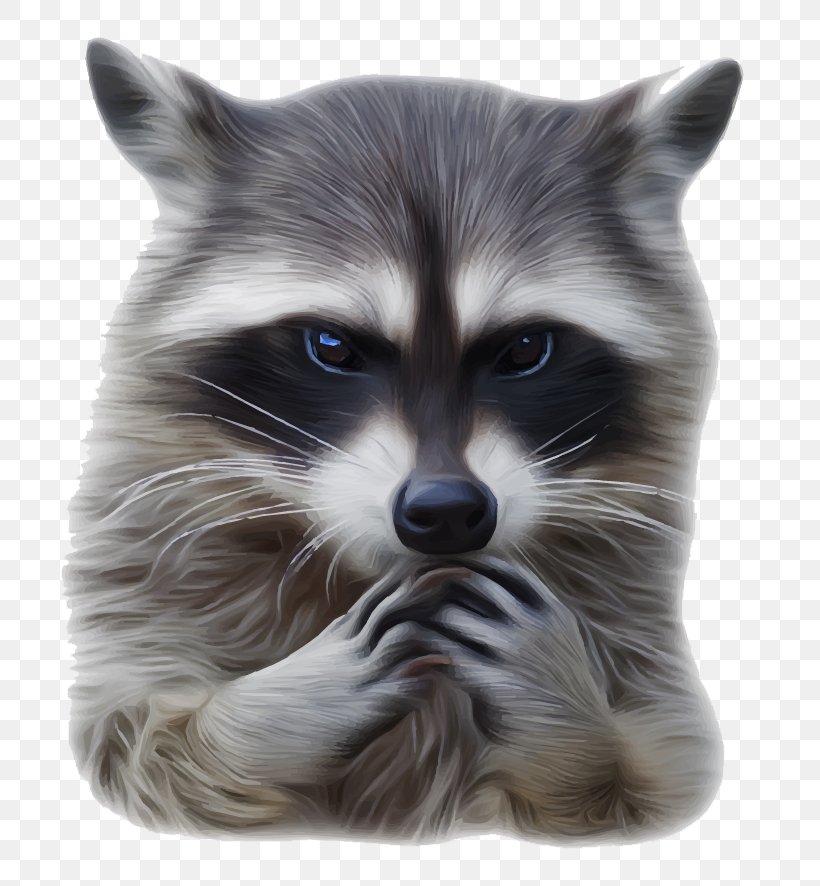 Raccoon Rat Euclidean Vector Illustration, PNG, 800x886px, Raccoon, Carnivoran, Drawing, Fur, Mammal Download Free