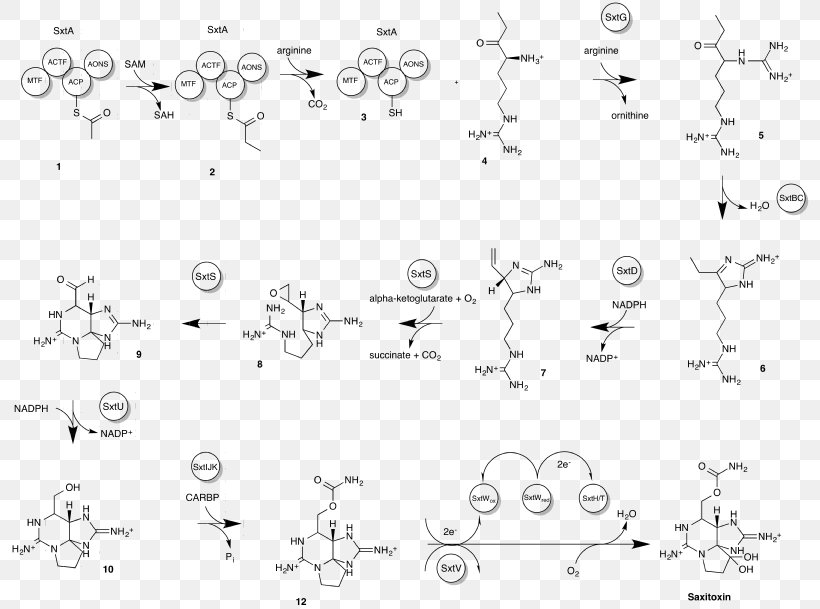 Saxitoxin Paralytic Shellfish Poisoning Chemical Synthesis Neurotoxin Tetrodotoxin, PNG, 800x609px, Saxitoxin, Area, Biosynthesis, Black And White, Bluegreen Bacteria Download Free