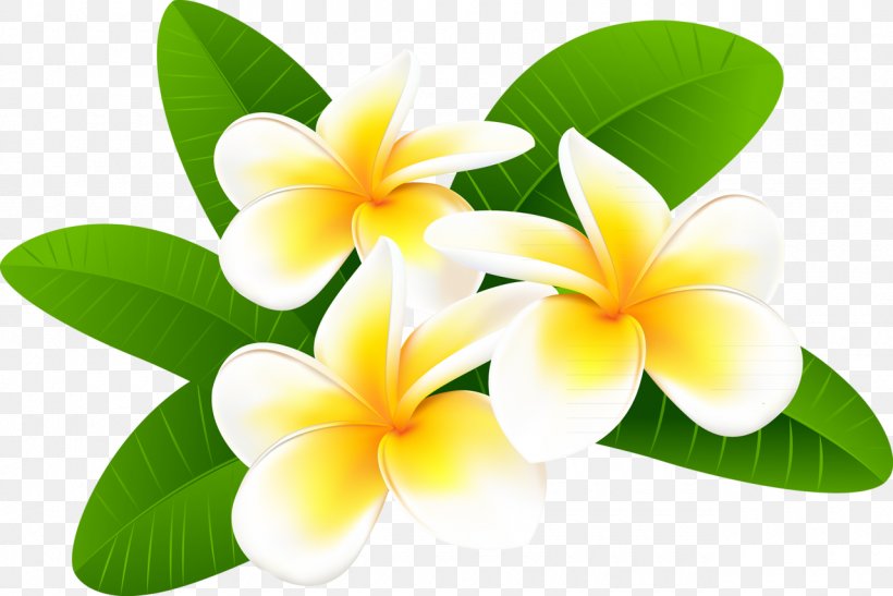 Vector Graphics Clip Art Stock Illustration Drawing, PNG, 1280x855px, Drawing, Flower, Flowering Plant, Fotosearch, Frangipani Download Free