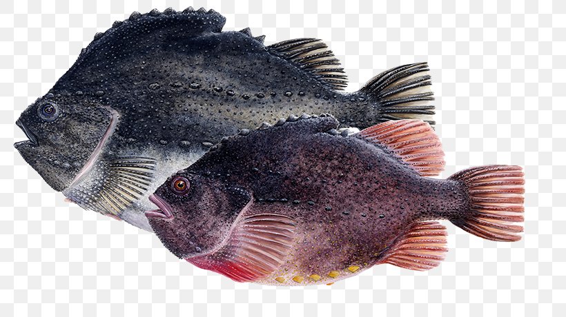 Cyclopterus Lumpus Seafood Iceland Tilapia Fish, PNG, 800x460px, Cyclopterus Lumpus, Animal Source Foods, Cod, Cyclopterus, Fauna Download Free