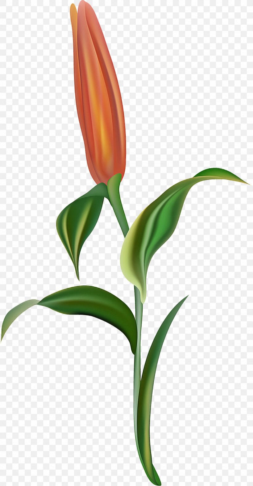 Flower Plant Leaf Plant Stem Tulip, PNG, 1024x1965px, Flower, Leaf, Pedicel, Plant, Plant Stem Download Free