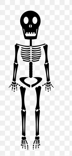 Cartoon Skeleton Images, Cartoon Skeleton Transparent PNG, Free download