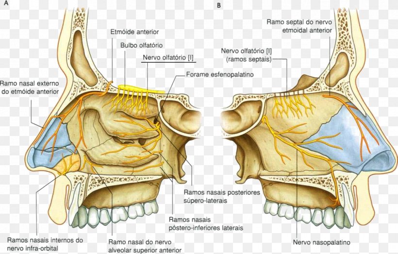 Nasal Cavity Anterior Ethmoidal Nerve Nose Trigeminal Nerve, PNG, 1342x856px, Watercolor, Cartoon, Flower, Frame, Heart Download Free