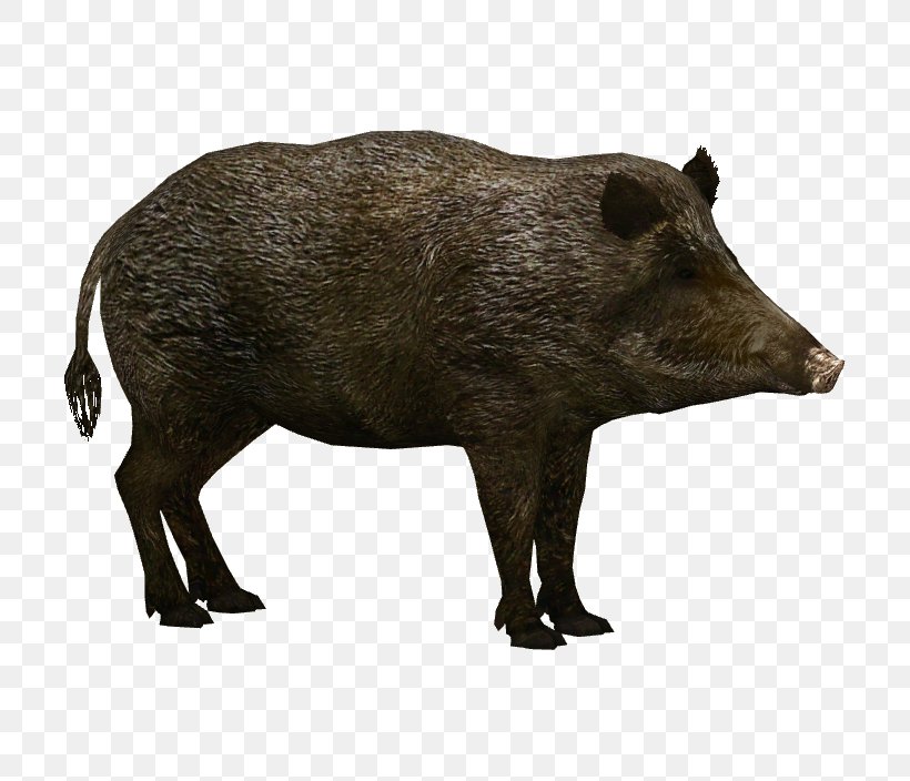 Wild Boar Wildlife Clip Art, PNG, 704x704px, Wild Boar, African Buffalo, American Bison, Animal, Computer Software Download Free