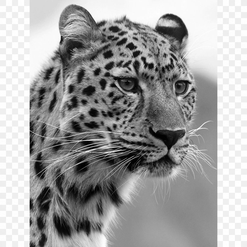 Felidae Jaguar Wildcat Tiger, PNG, 1000x1000px, Felidae, Amur Leopard, Animal, Big Cat, Big Cats Download Free
