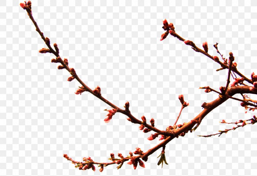 Twig Peach, PNG, 1024x702px, Twig, Blossom, Branch, Bud, Drawing Download Free