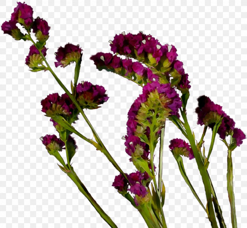 Vervain Annual Plant Herbaceous Plant Amaranth Plant Stem, PNG, 1769x1631px, Vervain, Amaranth, Annual Plant, Cockscomb, Cut Flowers Download Free