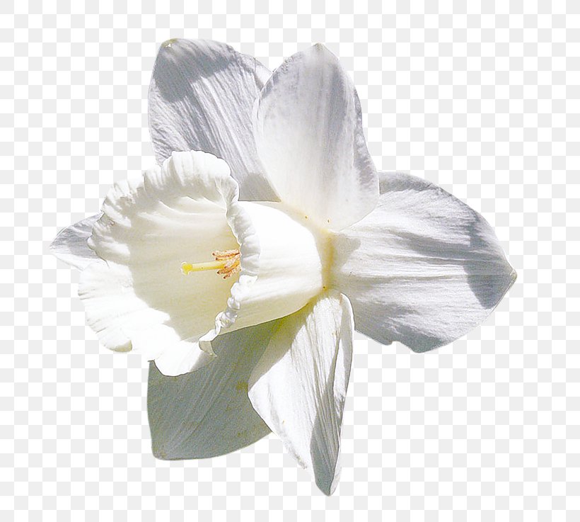 Amaryllis Jersey Lily Moth Orchids Belladonna, PNG, 800x737px, Amaryllis, Amaryllis Belladonna, Amaryllis Family, Belladonna, Flower Download Free