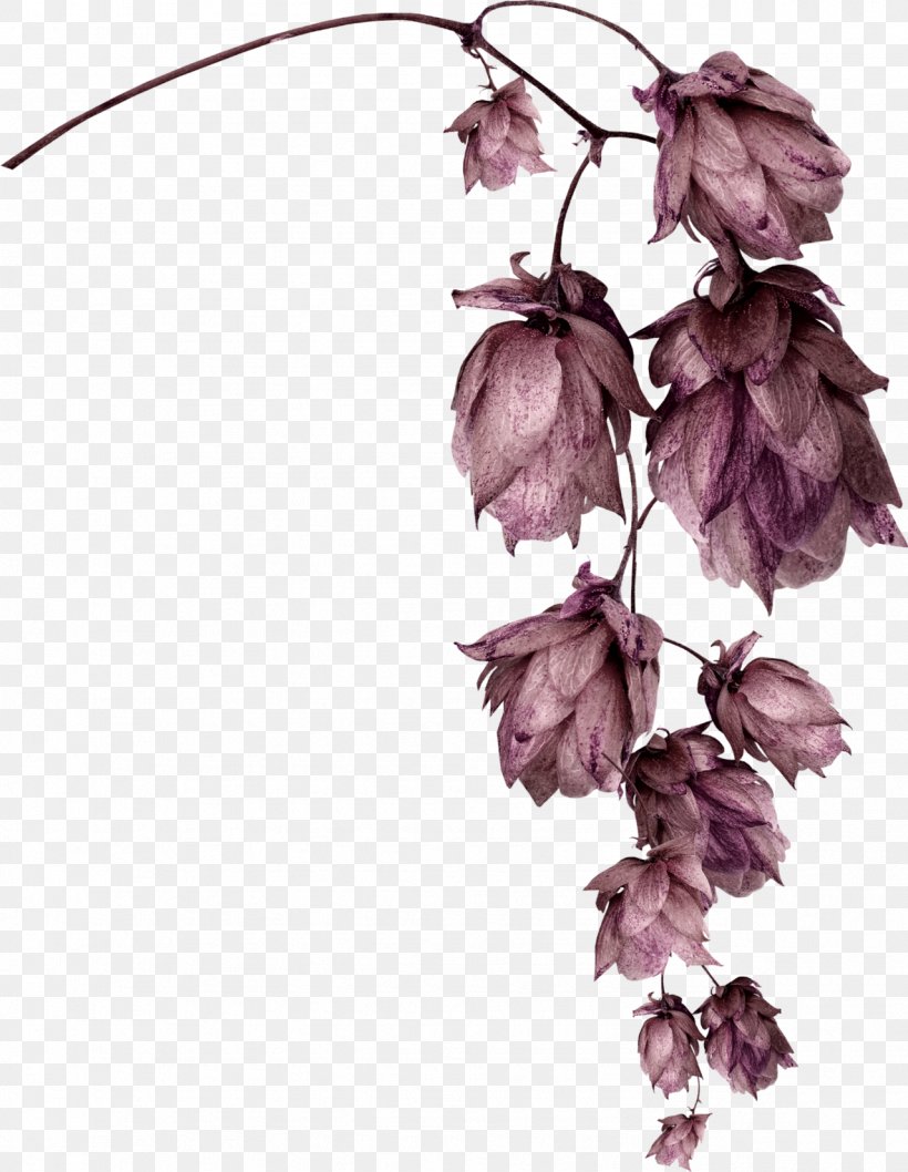 Flower Garden Petal, PNG, 1279x1651px, Flower, Blossom, Branch, Cherry Blossom, Drawing Download Free