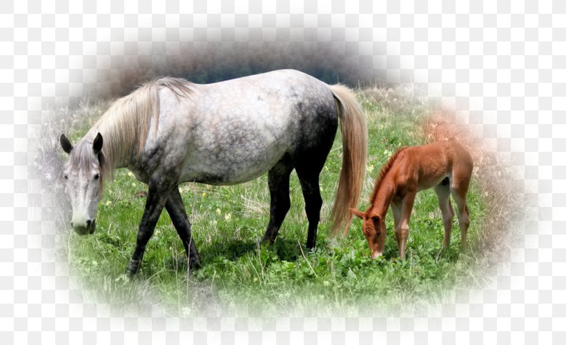 Mare Foal Stallion Mustang Pony, PNG, 800x500px, Mare, Fauna, Foal, Grass, Grassland Download Free