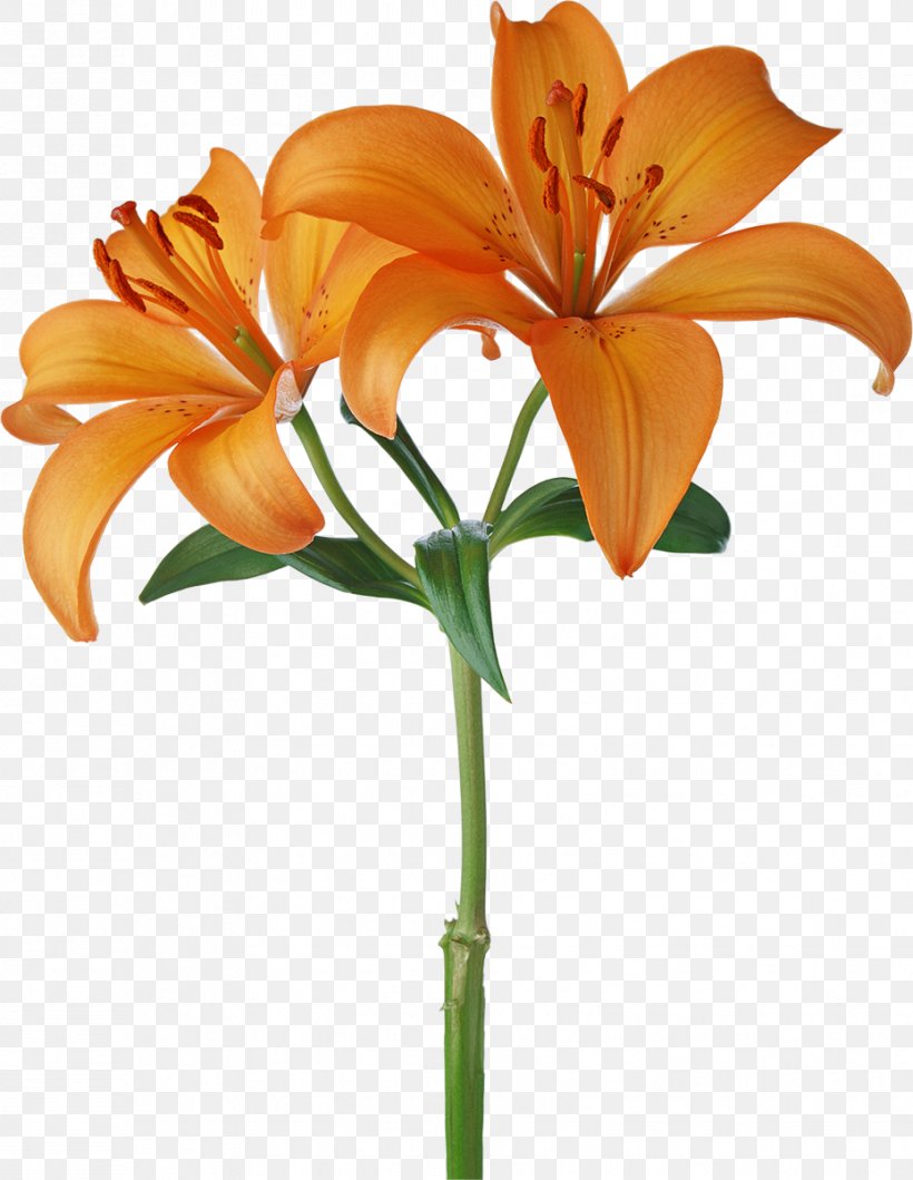 Orange S.A. Flower Stock Photography White, PNG, 929x1200px, Orange Sa, Color, Cut Flowers, Floral Design, Floristry Download Free