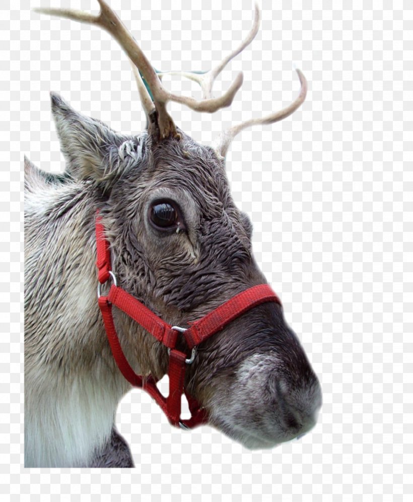 Reindeer Antler Snout Male Greeting & Note Cards, PNG, 822x999px, Reindeer, Antler, Deer, Elk, Greeting Note Cards Download Free