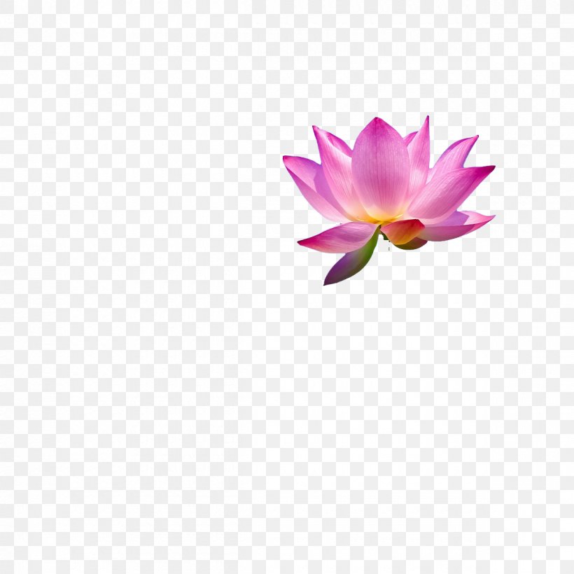 Thai Massage Pink Nelumbo Nucifera, PNG, 1200x1200px, Thai Massage, Brightness, Computer, Floral Design, Flower Download Free