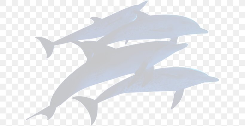 Dolphin, PNG, 650x422px, Dolphin, Fin, Fish, Mammal, Marine Mammal Download Free