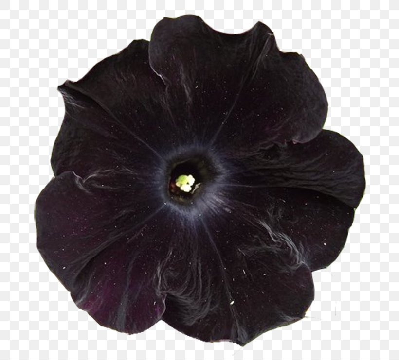 Flower Flora: Images Petal, PNG, 800x741px, Flower, Data Compression, Flora Images, Lossless Compression, Petal Download Free