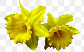 i wandered lonely as a cloud daffodil drawing clip art png 4200x1283px i wandered lonely as a cloud commodity daffodil document drawing download free i wandered lonely as a cloud daffodil