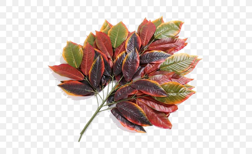 Yiwu Leaf Mango Fruit, PNG, 750x500px, 2018 Nissan Leaf, Yiwu, Flower, Fruit, Leaf Download Free