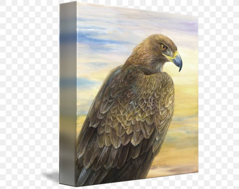 Bird Of Prey Bald Eagle Golden Eagle Accipitriformes, PNG, 556x650px, Bird, Accipitriformes, Animal, Art, Bald Eagle Download Free