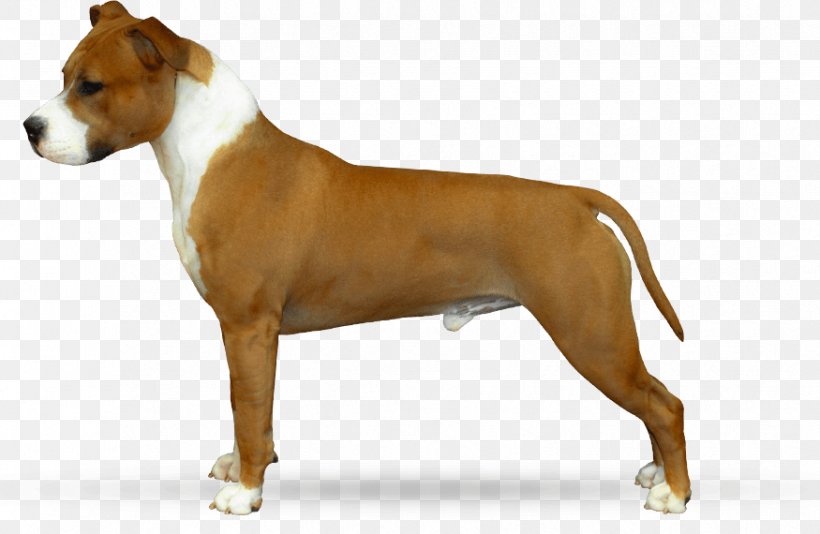 Dog Breed American Staffordshire Terrier American Pit Bull Terrier Staffordshire Bull Terrier, PNG, 875x570px, Dog Breed, American Pit Bull Terrier, American Staffordshire Terrier, Breed, Bull Terrier Download Free