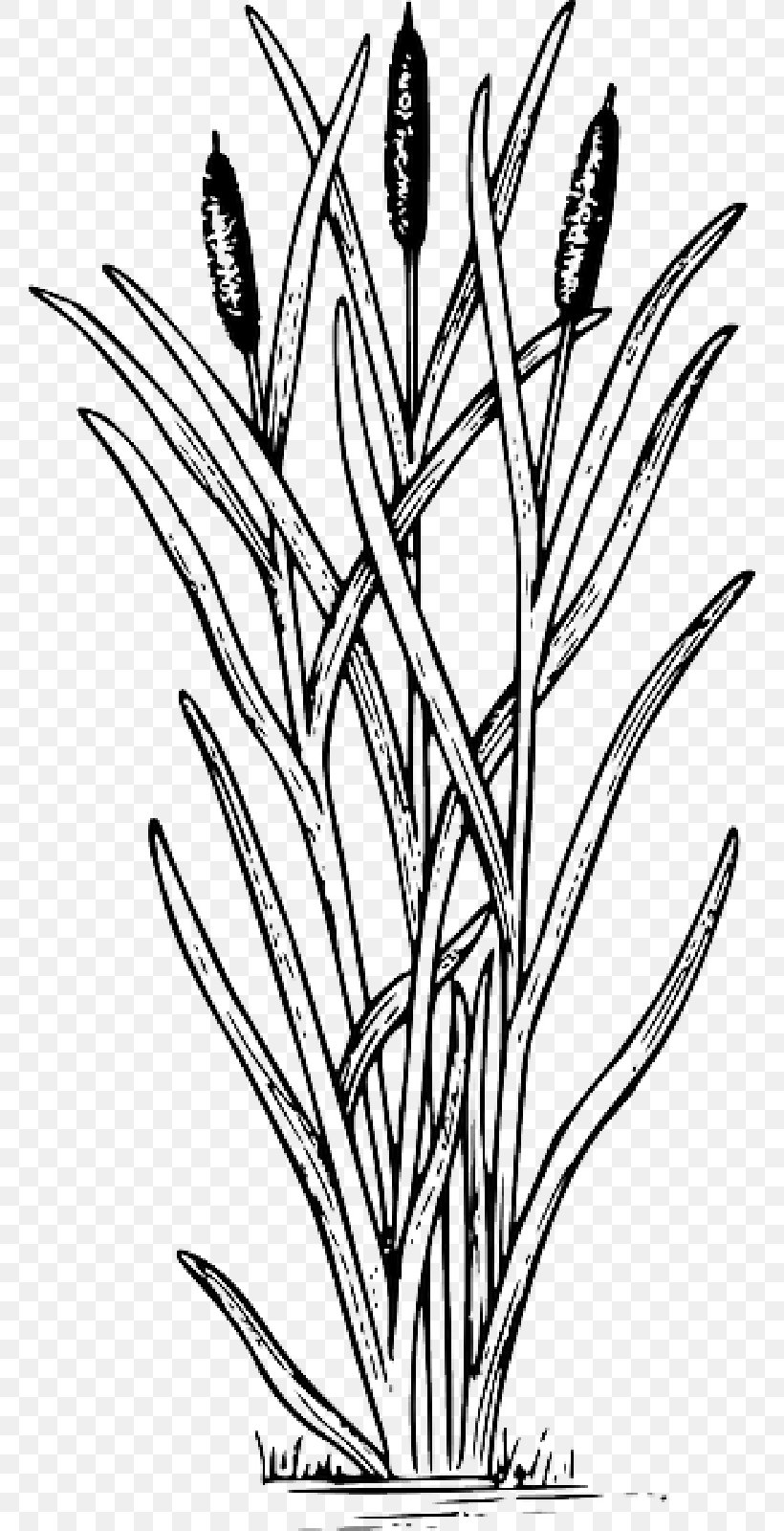 Drawing Cattail Clip Art Image, PNG, 800x1600px, Drawing, Aquatic Plants, Blackandwhite, Botany, Cartoon Download Free