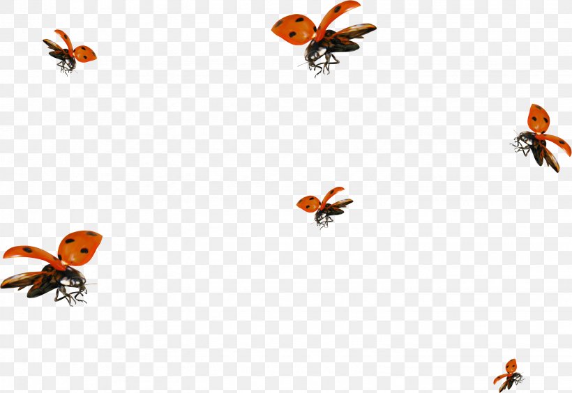 Insect Clip Art, PNG, 2877x1979px, Insect, Arthropod, Butterfly, Content, Invertebrate Download Free