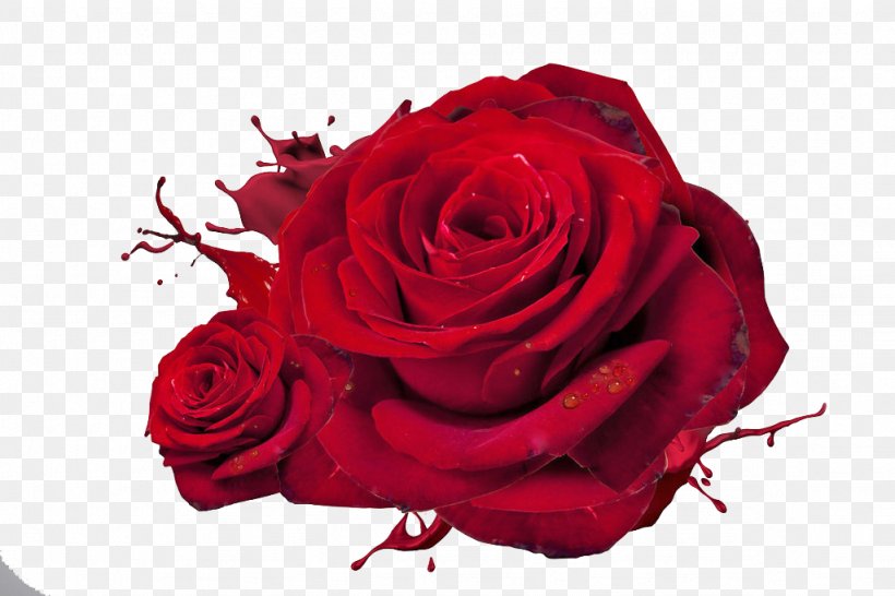 Rose Love Red High-definition Television Wallpaper, PNG, 1024x682px, 4k Resolution, Rose, Cut Flowers, Display Resolution, Floral Design Download Free