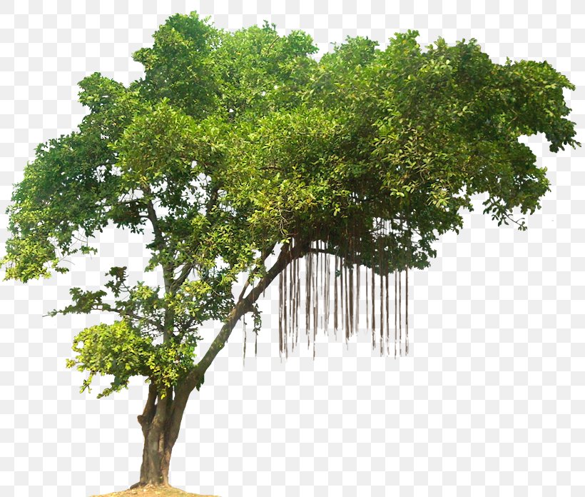 Tree Desktop Wallpaper Display Resolution, PNG, 819x696px, Tree, Branch, Display Resolution, Houseplant, Photography Download Free