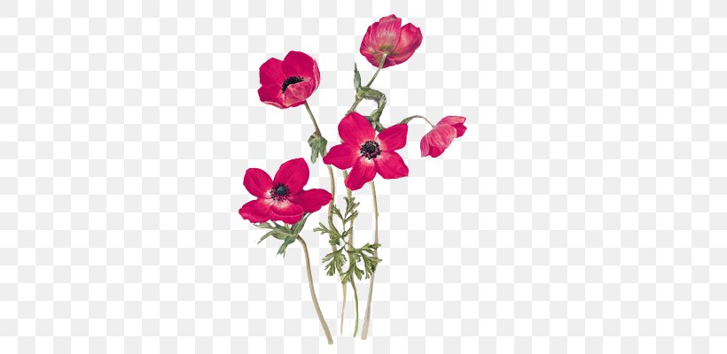 Anemone Coronaria Drawing Poppy Flower Gottorfer Codex, PNG, 400x400px, Anemone Coronaria, Anemone, Anemone Nemorosa, Annual Plant, Art Download Free